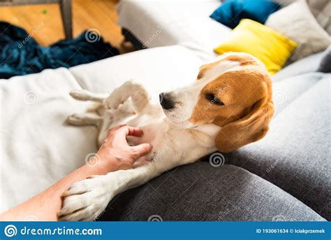 Happy Beagle Dog On Sofa And Scratched On Belly Stock Photo Image Of