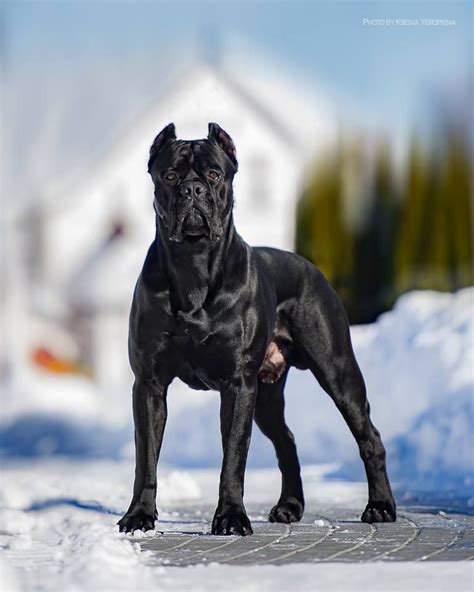 77 Full Grown Purebred Cane Corso L2sanpiero