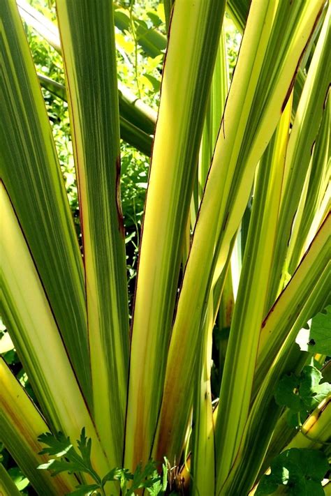 Variegated New Zealand Flax Phormium Tenax Colorful Grass Etsy