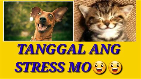 2020 Funniest Animals Stress Reliever Youtube