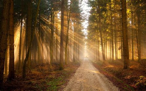 Hd Nature Trees Forest Path Sunlight Hd Resolution Wallpaper Download Free 141446