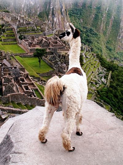 Filellama Peru Machu Picchu Wikimedia Commons