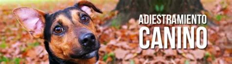 Adiestramiento Canino Definición Y Tipos Blog De Pelos