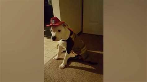 Pit Bull Badly Burned As Puppy Is Now Honorary Firefighter And Fire