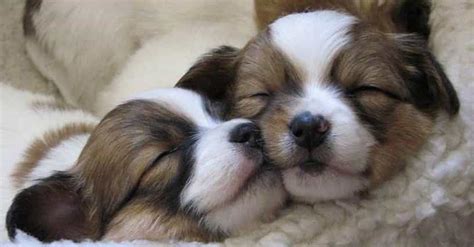 Why Do Puppies Cuddle With Each Other