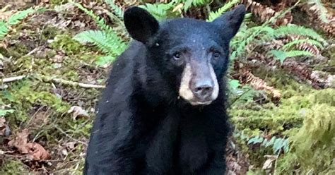 Habituated Black Bear Killed By Oregon Officials After Too Many