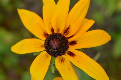 Free Picture Bright Pistil Yellowish Flower Plant Petal Yellow