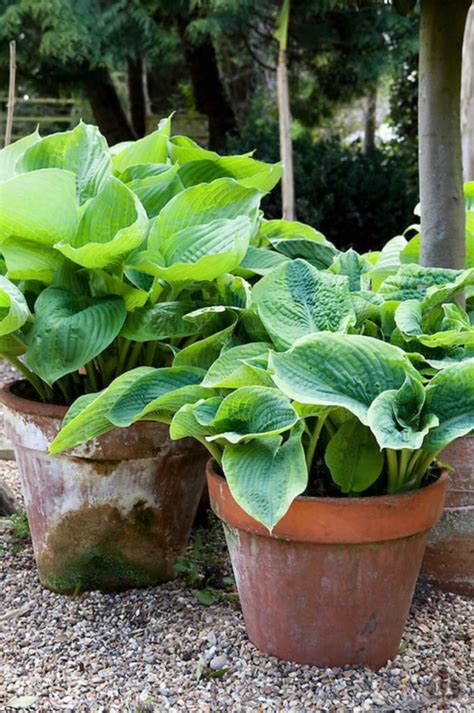 Tips And Tricks For Planting Hostas In Pots The Tattered Pew