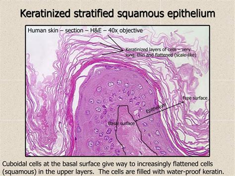 Types Of Epithelial Tissue Squamous Epithelium Steve Gallik