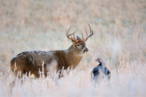 A Large Deer Standing Next To A Bird In A Field