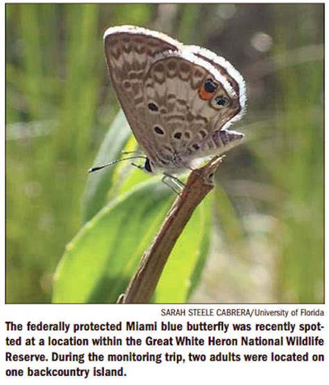 Miami Blue Butterfly Found In New Keys Location