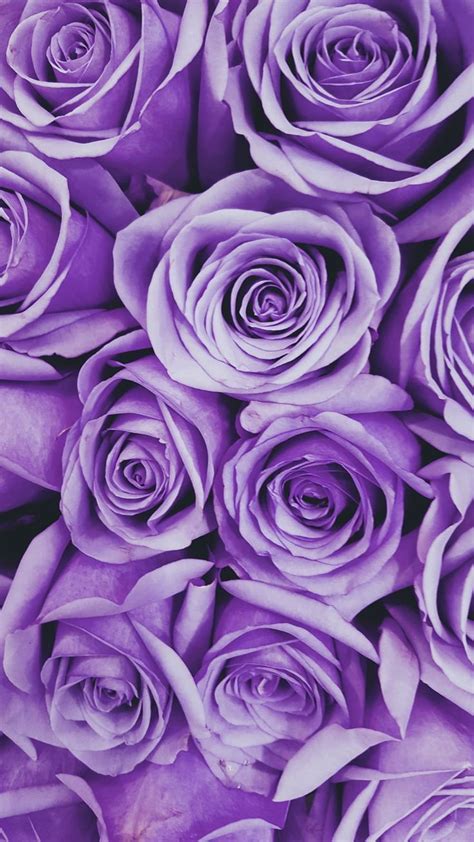 Lavender Lavender Purple Flower Hd Wallpaper Pxfuel
