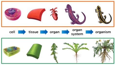 Ch11 Cells Tissue Organ Organ Systems Organism Same Images As