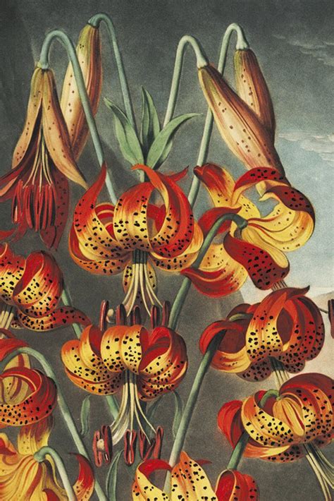 Orange Lily Art Print Vintage Botanical Prints Garden Wall