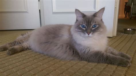 Our overall goal is to produce adorable, loving, healthy, ragdoll kittens, which will bring pleasure to their owners for many years. Handsome Ragdoll Mix Looking For Love in Fort Lauderdale ...