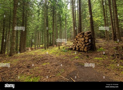 Timber Piles On A Forest Road Stock Photo Alamy