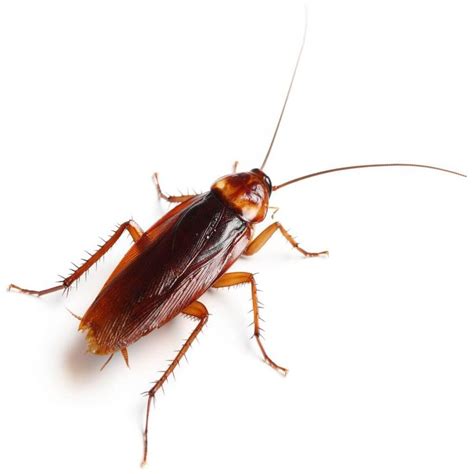 A Close Up Of A Cockroach On A White Background