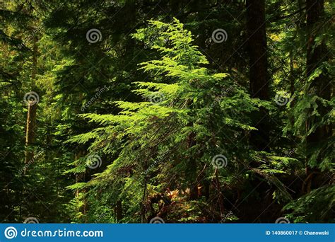 Pacific Northwest Rainforest Stock Image Image Of Plants Exterior