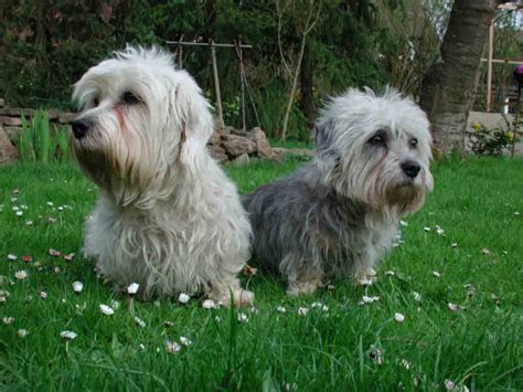 Cesky Terrier Puppies Rescue Pictures Information Temperament