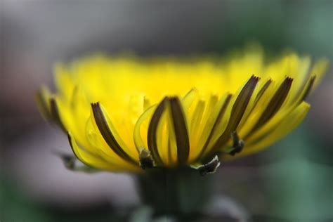 Wallpaper Flower Macro Nature Yellow Closeup Canon Eos Rebel