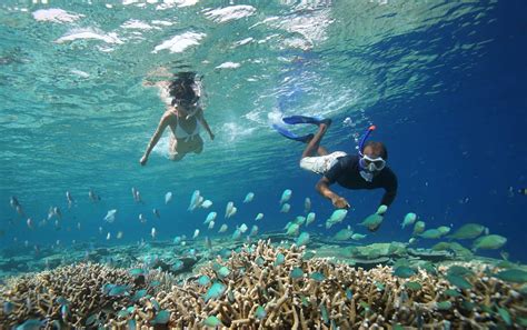 Maldives Coral Reef Coral Adoption Programme At Anantara