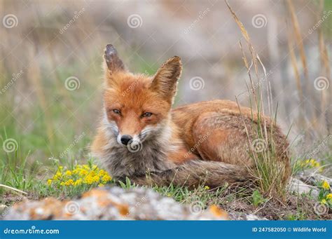 Red Fox Vulpes Vulpes In The Habitat Stock Photo Image Of Face Hunt