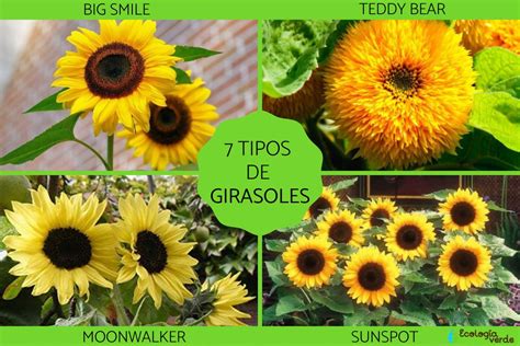 Tipos De Girasoles Nombres Caracter Sticas Y Fotos