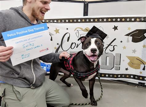 Petco's Dog Training: Review * The Travel Bug Bite