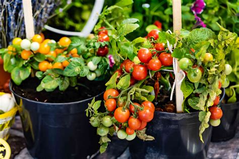 Vegetable Gardening Rijals Blog