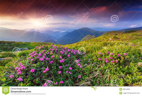 Magic Pink Rhododendron Flowers In The Summer Mountain Stock Photo
