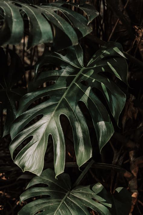 Monstera Wallpapers 4k Hd Monstera Backgrounds On Wallpaperbat