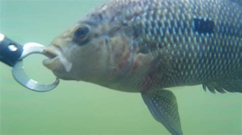 Pesca De Mojarra En La Represa Playas San Rafael Antioquia Colombia