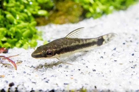 Premium Otocinclus Catfish Otocinclus Macrospilus Tank Raised