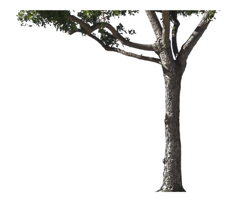 Tree Trunk Png Pic Png Mart Images And Photos Finder