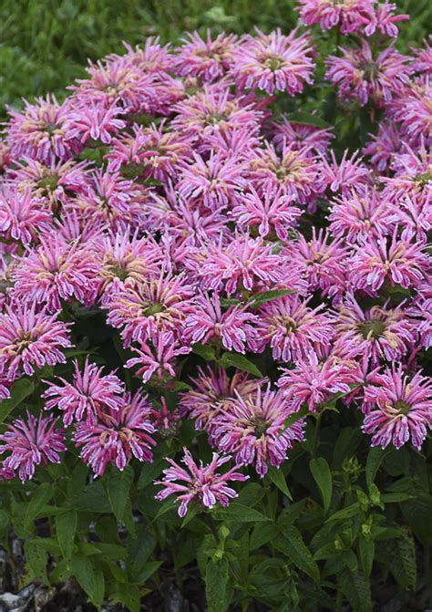 We did not find results for: 'Leading Lady Pink' - Bee Balm - Monarda hybrid | Proven ...