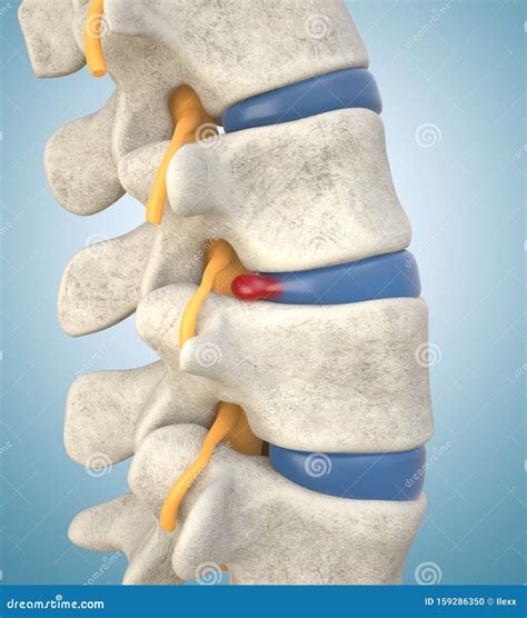 Human Lumbar Spine Anatomy On White 3d Illustration Royalty Free