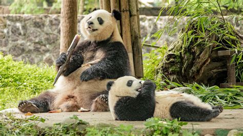 Giant Pandas Taken Off Chinas Endangered Species List