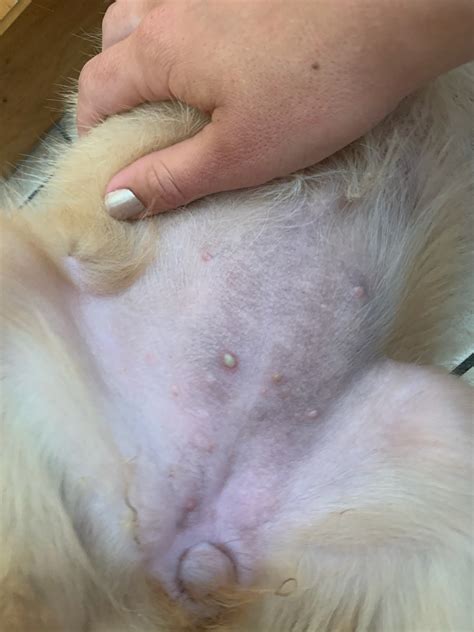 Why Does My Puppy Have Pimples On Her Belly