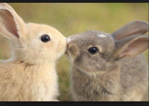 Love Rabbits Cute Animals Kissing Super Cute Animals Animals Kissing