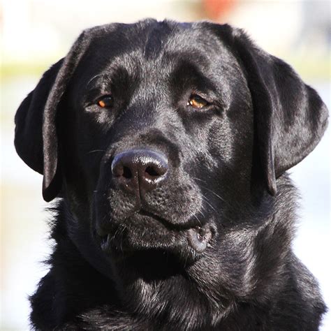 Welcome to ruff's labradors, where we breed our english labrador puppies to be the best family companions around. Cute Chocolate Labrador Retriever Puppies For Sale Near Me ...