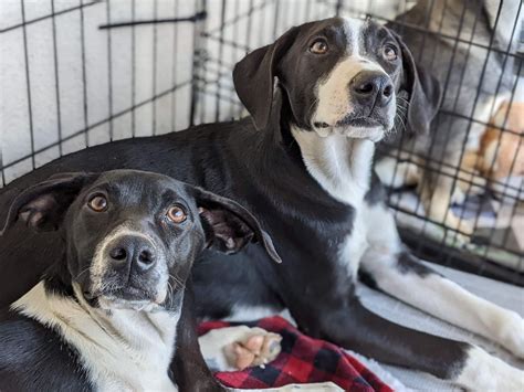 Pawsitive Connections - Home