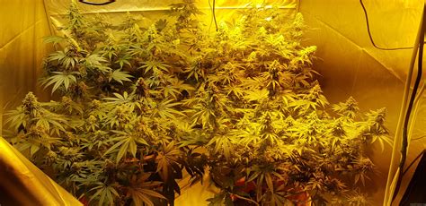 Strain Gallery Gorilla Glue 4 Growers Choice Pic 26082089121500235