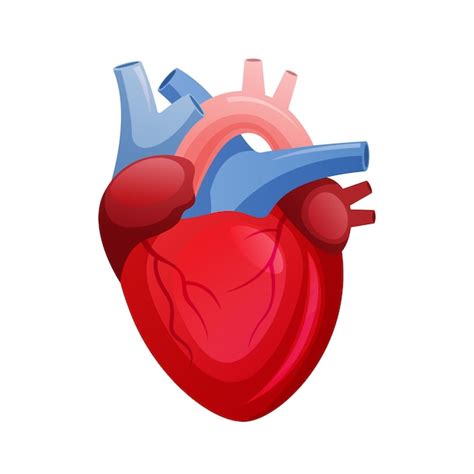 Salud Del órgano Del Sistema Del Corazón Humano Y Diseño De Vectores