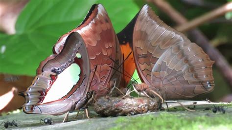 Butterflies Of Borneo Collection 1 September 2017 Macro Video With