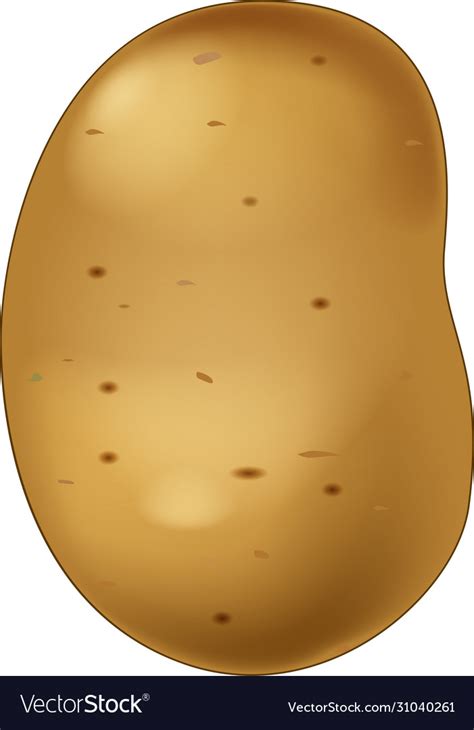 Potato Cartoon Isolated Royalty Free Vector Image