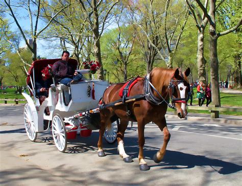 Carriage Ride In Central Park Photograph By Eleanor Abramson Pixels