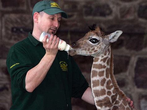 Best zoos in the UK: Chester tops TripAdvisor survey | The Independent