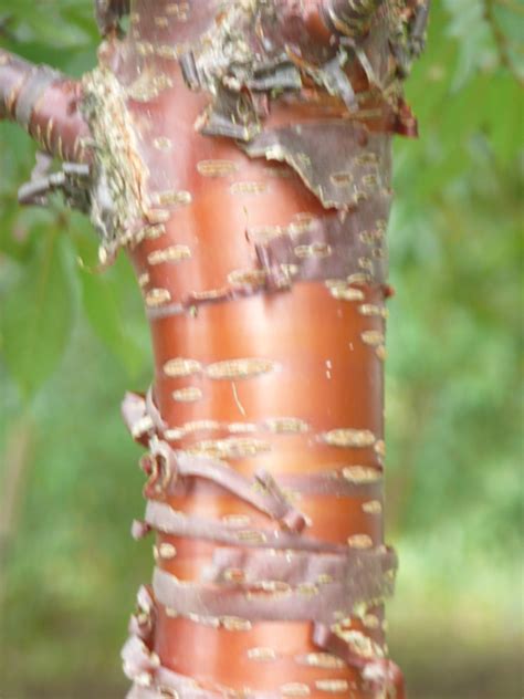 Most can be used beneath power lines with little or no need for pruning to maintain clearance. Birch Bark Cherry available in Washington State
