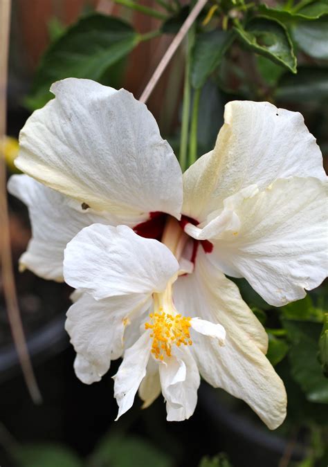 Florez Nursery Hibiscus Rosa Sinensis White Dynamite