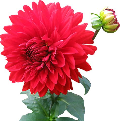 Free Dahlia Cliparts Download Free Dahlia Cliparts Png Images Free